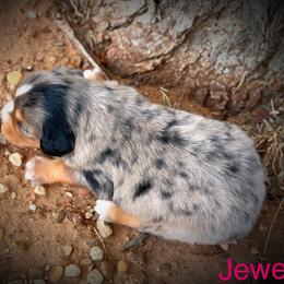 Miniature Australian Shepherd Puppies from Lonesome Pine Mini Aussies
