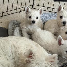 West Highland White Terriers from Birch Bark Westies
