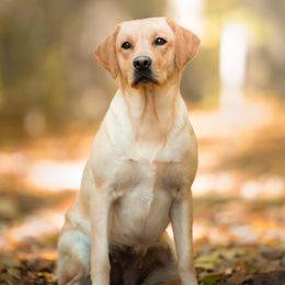 Covee - Labrador Retriever