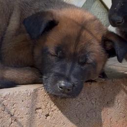 Solid Red Sable Male - Red male Belgian Malinois puppy in Dallas, Texas from Kaizen Ruach Malinois