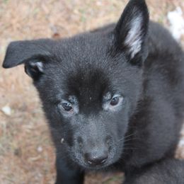 German Shepherd Puppies from Thornock Shepherds
