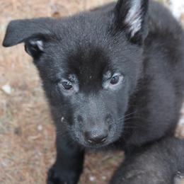 German Shepherd Puppies from Thornock Shepherds