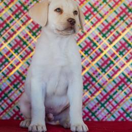 Black Collar - Yellow male Labrador Retriever puppy in Ridgecrest, California from Black Mountain Service Dogs
