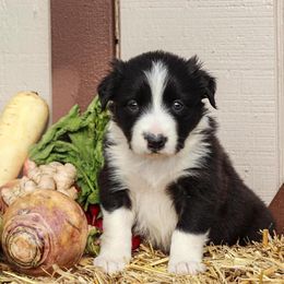 Border Collie Puppies from Gulan Farm Border Collies