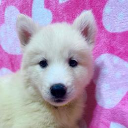 AKC Eleanor - White female Siberian Husky puppy in Centreville, Maryland from Huskies By the Bay