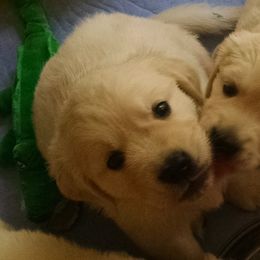 Golden Retriever Puppies from Creekside Golden Kennels
