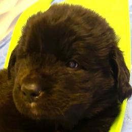 Boy 4 - AKC Registered Hunter Green - Black male Newfoundland puppy in Marshall, Missouri from Majestic Gentle Giants