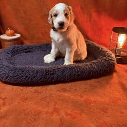 Goldendoodle Puppies from Unike Puppies