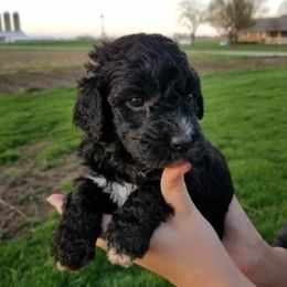 Bernedoodles from Buschur Bernedoodles