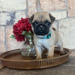 Green-teal collar - Fawn male Pug puppy in Tucson, Arizona from Furever Friends