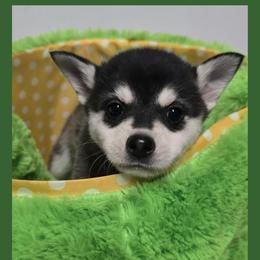 Boy 5 - male Alaskan Klee Kai puppy in Naples, Idaho from Kootenai Valley Klee Kai