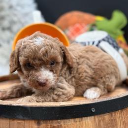 Blondie - Red female Double Doodle puppy in Hayden, Alabama from Agape Southern Farms