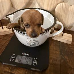 Llananite - Dapple female Dachshund puppy in Madisonville, Texas from Little B’s Dachshund Farm