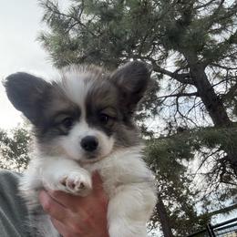 Wilder - Sable male Pembroke Welsh Corgi puppy in Cheyenne, Wyoming from BriarFox Welsh Corgis