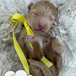 Bliss - Caramel red female Australian Labradoodle puppy in Upland, California from Kings Labradoodles