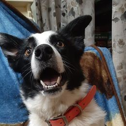 Paint - Border Collie