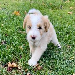 Candy - Yellow and white female Bernedoodle puppy in Springville, Utah from Oodles of Bernedoodles