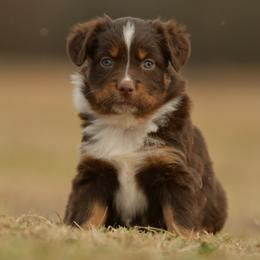 Skeeter - Red tri female Miniature Australian Shepherd puppy in Hartman, Arkansas from Southern Edition Aussies