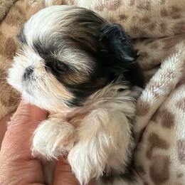 Brittany - Tricolor female Shih Tzu puppy in Victorville, California from RUMBLE n TUMBLE