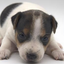 Stitch - Tri-color male Jack Russell Terrier puppy in Menifee, California from Wendover Terriers
