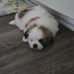 Maverick - White male Tibetan Spaniel puppy in Billings, Montana from Embershine Tibetan Spaniels
