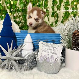 Siberian Husky Puppies from Nova’s Puppy Haven