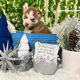Siberian Husky Puppies from Nova’s Puppy Haven