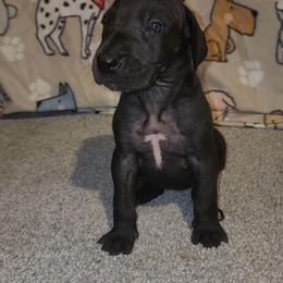 Emma - Black female Great Dane puppy in Walker, Louisiana from La Rebel Danes