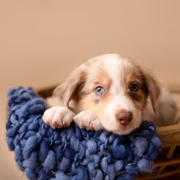 Australian Shepherd Puppies from Morton’s Farm