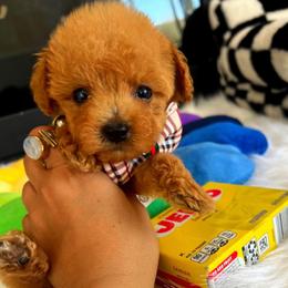 FINN - Apricot male Maltipoo puppy in Sugar Land, Texas from Celebrity Maltipoos