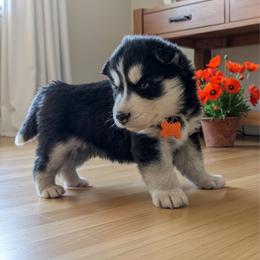 Poppy - Black and white female Siberian Husky puppy in Sherwood, Oregon from Whiskey River Siberians