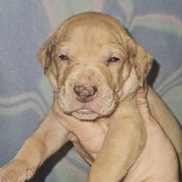 Girl 1 - Merle female Great Dane puppy in Biscoe, North Carolina from Clouser's Bodacious Danes