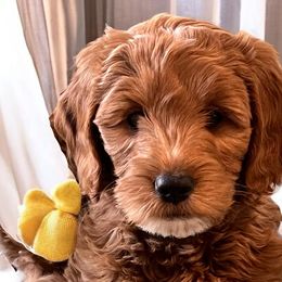 Goldendoodles from Momma’s Mini Goldendoodles