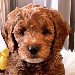 Goldendoodles from Momma’s Mini Goldendoodles