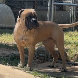 Donnie T - Bullmastiff