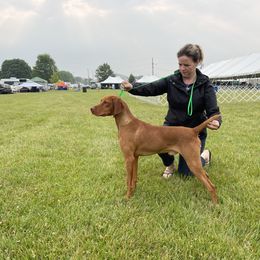 Shane - Vizsla