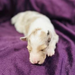 Sable merle male 1 - Sable merle and white male Shetland Sheepdog puppy in North Weeki Wachee, Florida from Jesstar Shetland Sheepdogs