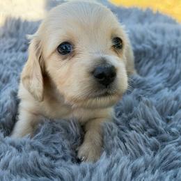 Pecan - Cream female Dachshund puppy in Sebring, Florida from Mini Weenies