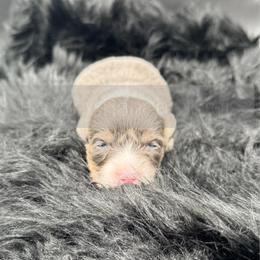 Rocky - 1800 - Black and tan female Pembroke Welsh Corgi puppy in Rozet, Wyoming from Hayday Ranch Corgis
