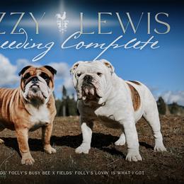 Bulldog puppies from Fields’ Folly