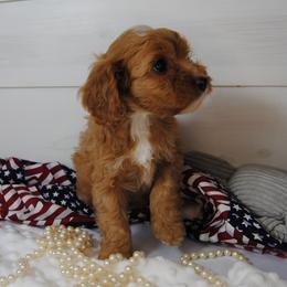 Rosie - Red female Cavapoo puppy in Mountain Grove, Missouri from Dogwood & Sassafras Companions