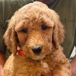Puck - Apricot male Poodle puppy in St. Johnsbury, Vermont from Poodles of the Northern Woods