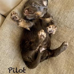 Pilot - Chocolate male Australian Labradoodle puppy in Helena, Montana from Labradoodles of Montana