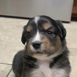 Black Tri Girl - Black tri female Miniature American Shepherd puppy in Meadows Of Dan, Virginia from Nashira