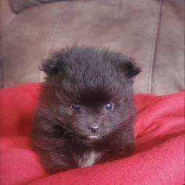 Pomeranian Puppies from Fancy Paws Pomeranian