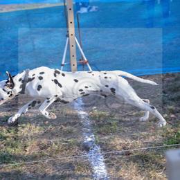 Herc - Dalmatian