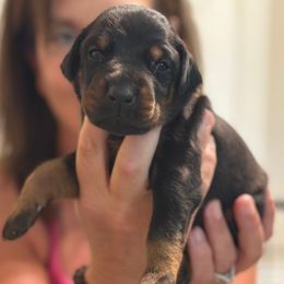 Girl 2 - Black and rust female Doberman Pinscher puppy in Vicksburg, Mississippi from Mississippi K9 Kennel