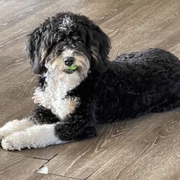 Maggie - Bernedoodle