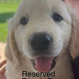 Boy 5 - Light golden male Golden Retriever puppy in Liberty, Kentucky from Janean's Golden Retrievers