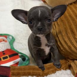Penelope - Blue female Chihuahua puppy in Amity, Pennsylvania from Rhoda and Verna